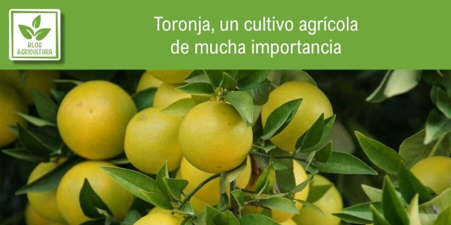 Toronja, un cultivo agrícola de mucha importancia