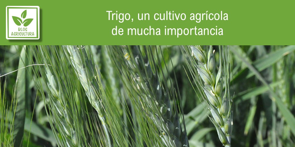 Importancia del cultivo de trigo