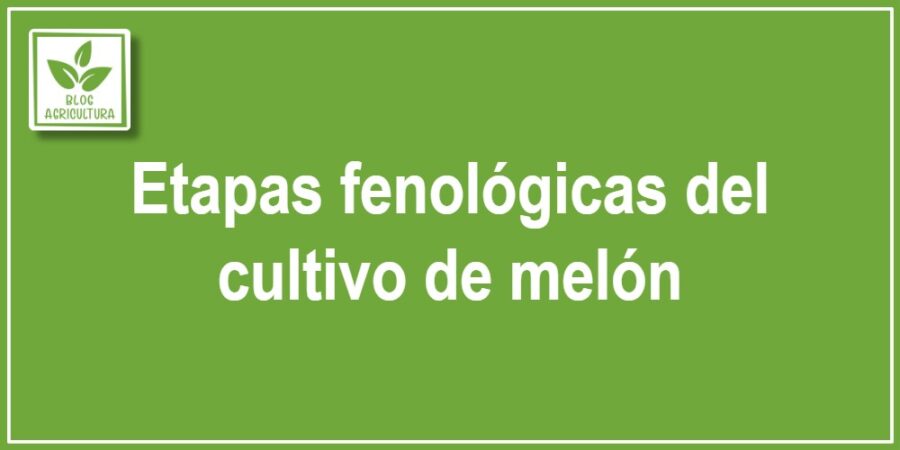 Etapas fenológicas del cultivo de melón