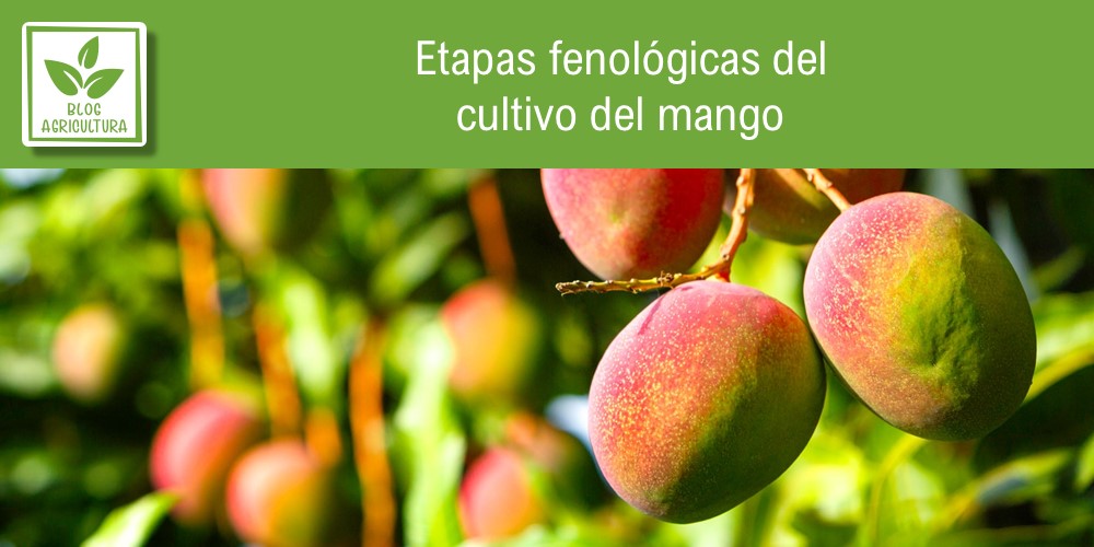 Fenología de cultivo para mango