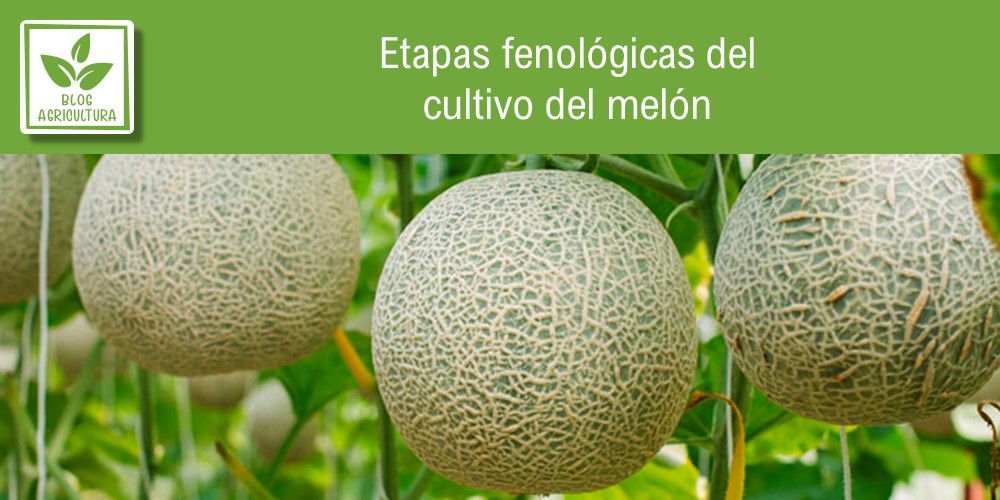 Fenología de cultivo para melón