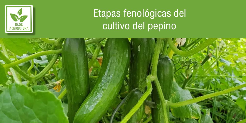 Fenología de cultivo para pepino
