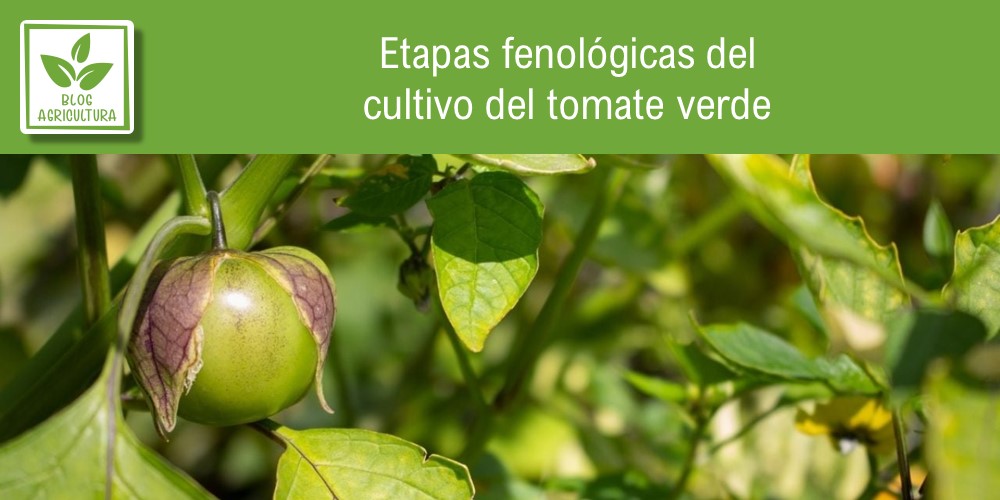 Fenología de cultivo para tomate verde