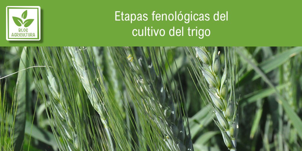 Fenología de cultivo para trigo