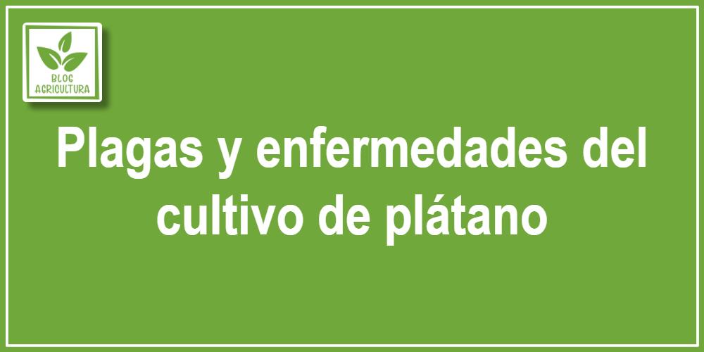 Plagas y enfermedades del cultivo de plátano