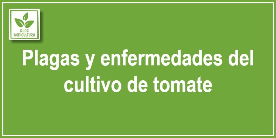 Plagas y enfermedades del cultivo de tomate