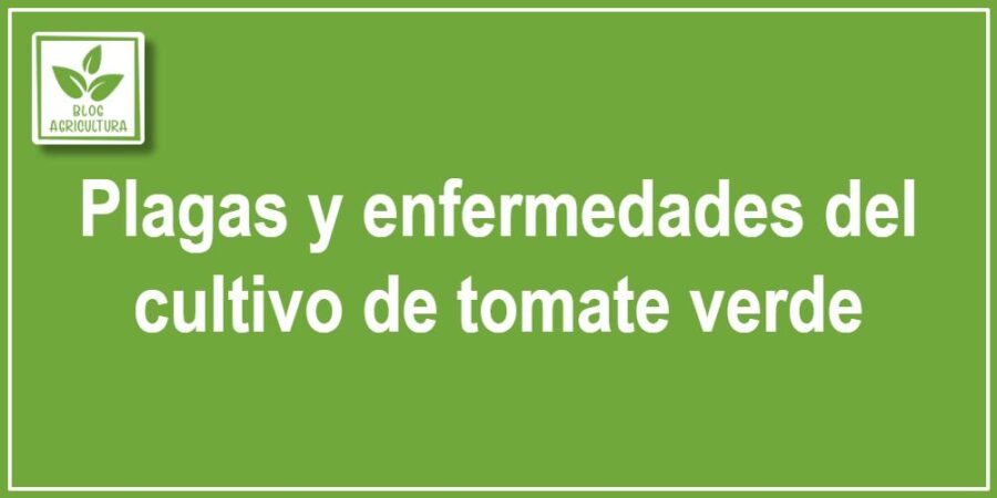 Plagas y enfermedades del cultivo de tomate verde