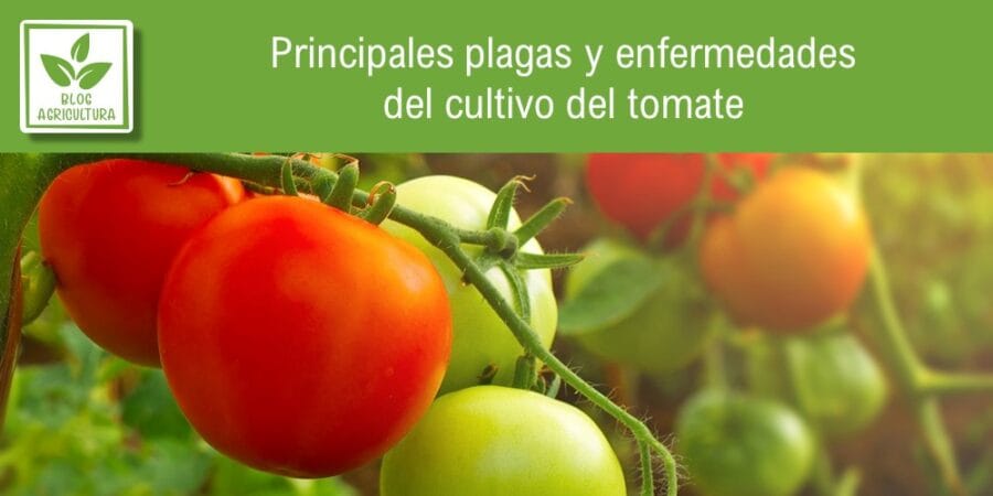 Principales plagas y enfermedades del cultivo del tomate