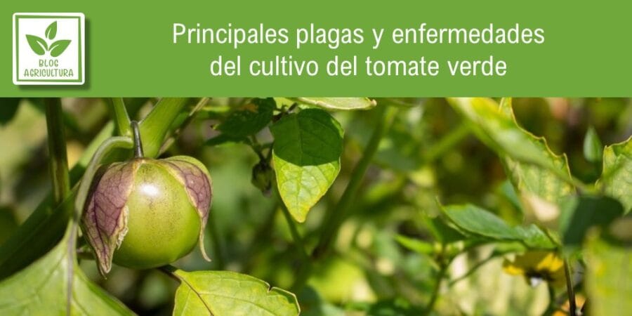 Principales plagas y enfermedades del cultivo del tomate verde