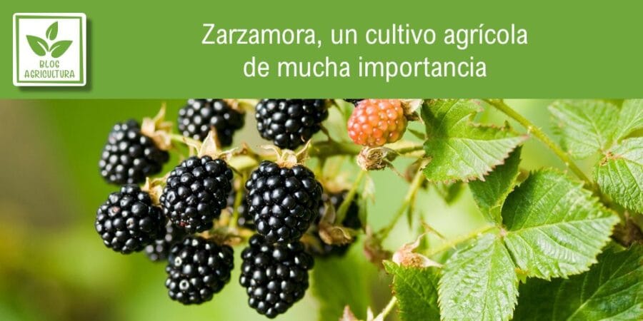 Zarzamora, un cultivo agrícola de mucha importancia