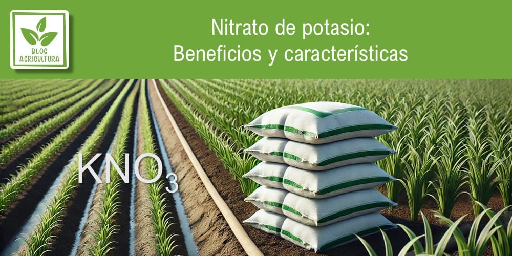 Artículo: Nitrato de potasio: Beneficios y características