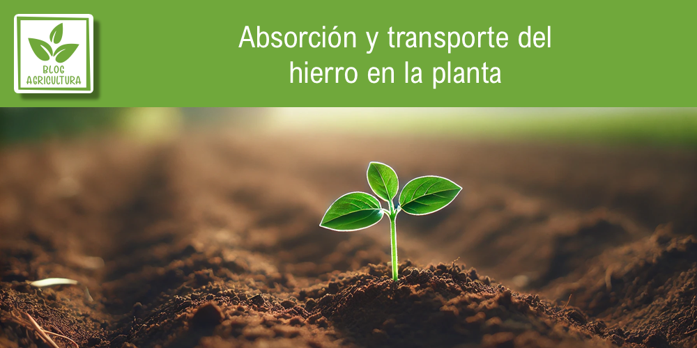 Explicación sobre cómo se absorbe y transporta el hierro en las plantas