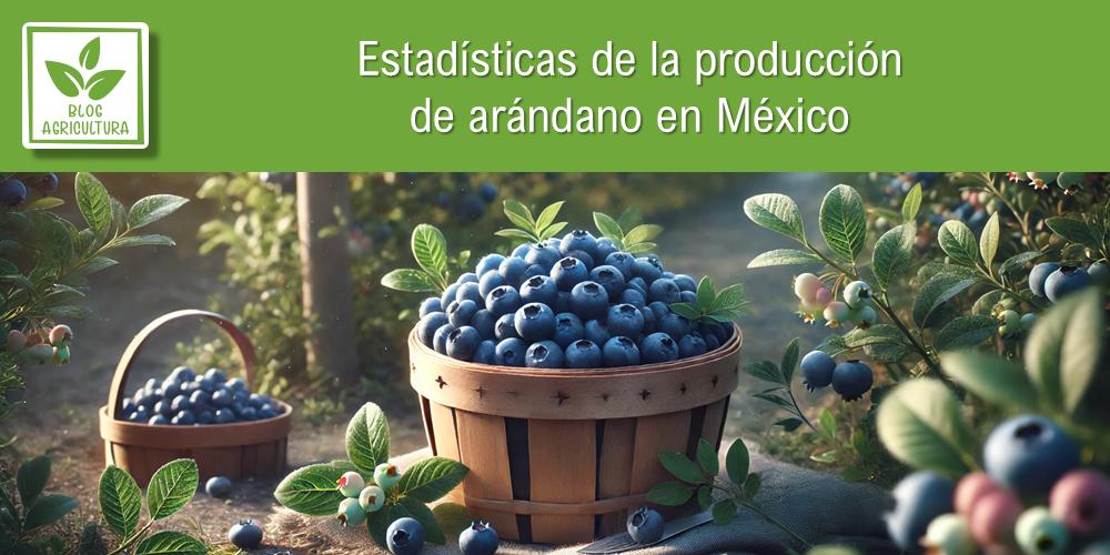 Conoce los principales datos de la producción de arándano en México