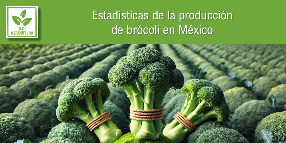 Conoce los principales datos de la producción de brócoli en México