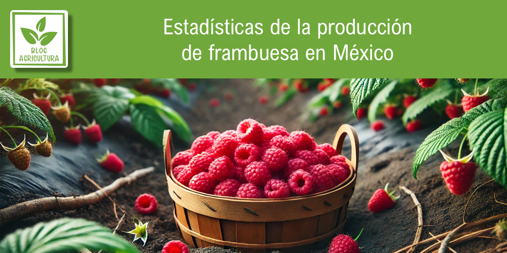 Conoce los principales datos de la producción de frambuesa en México