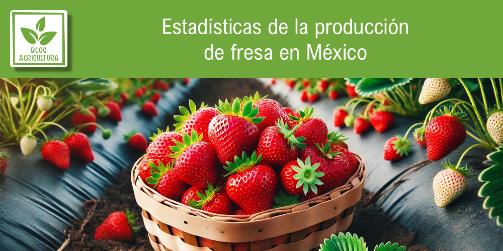 Conoce los principales datos de la producción de fresa en México