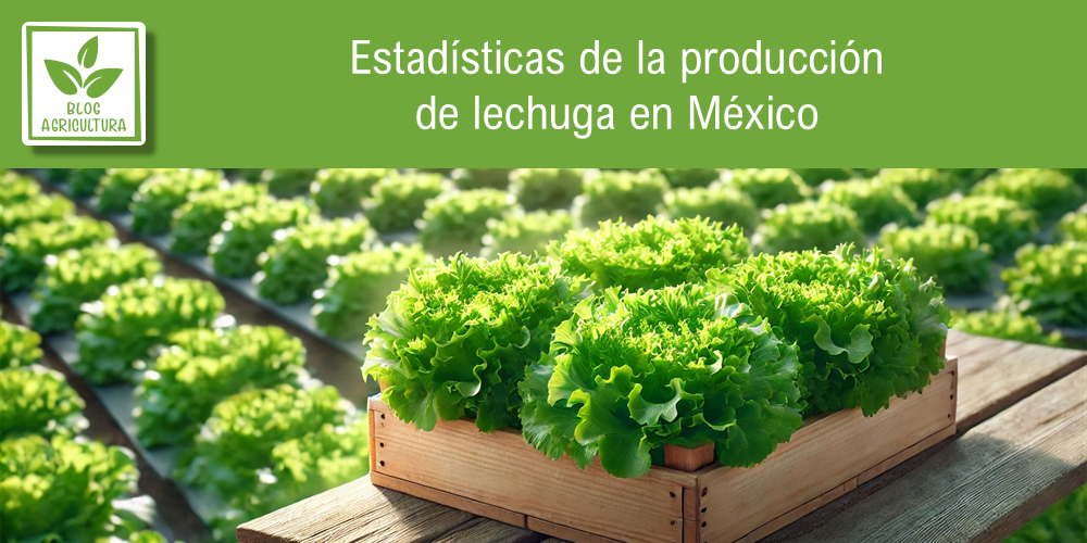 Conoce los principales datos de la producción de lechuga en México
