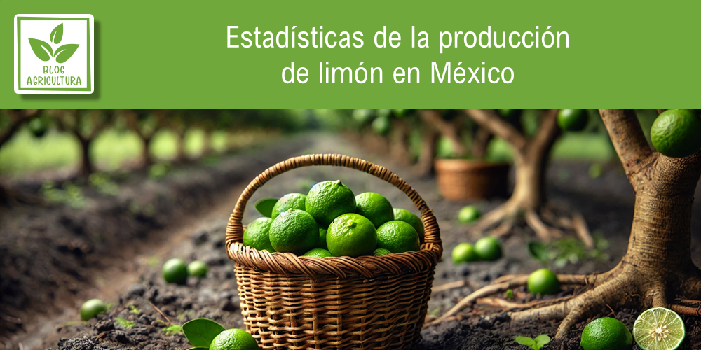 Conoce los principales datos de la producción de limón en México