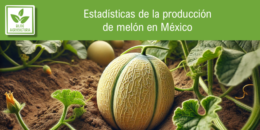 Estadísticas de producción de melón en México