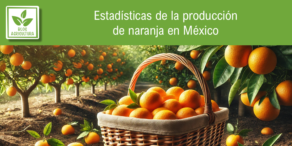 Conoce los principales datos de la producción de naranja en México