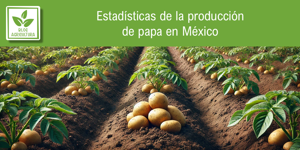 Estadísticas de producción de papa en México