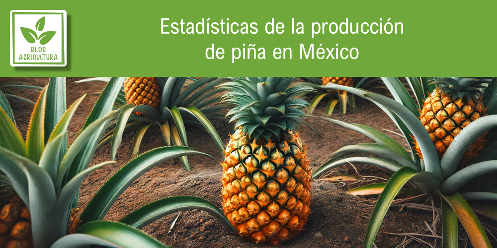 Conoce los principales datos de la producción de piña en México
