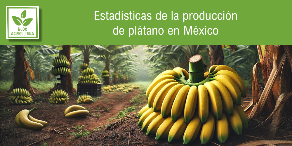 Estadísticas de producción de plátano en México