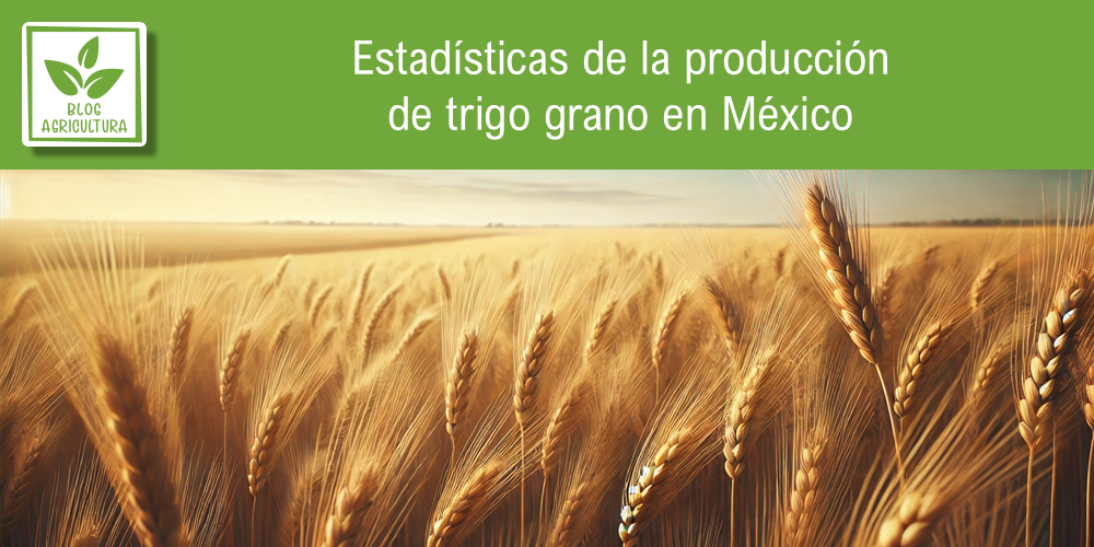 Conoce los principales datos de la producción de trigo grano en México