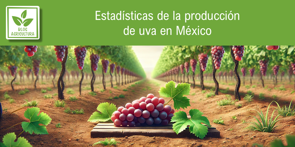 Conoce los principales datos de la producción de uva en México