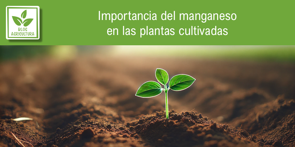 Explicación sobre la importancia del manganeso para los cultivos agrícolas