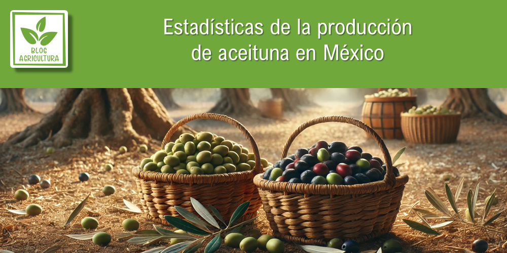 Conoce los principales datos de la producción de aceituna en México