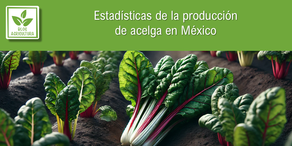 Conoce los principales datos de la producción de acelga en México