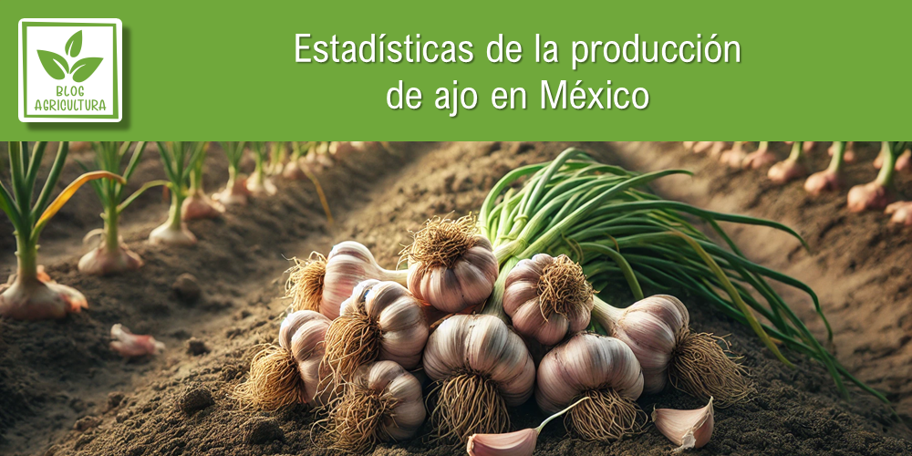 Conoce los principales datos de la producción de ajo en México