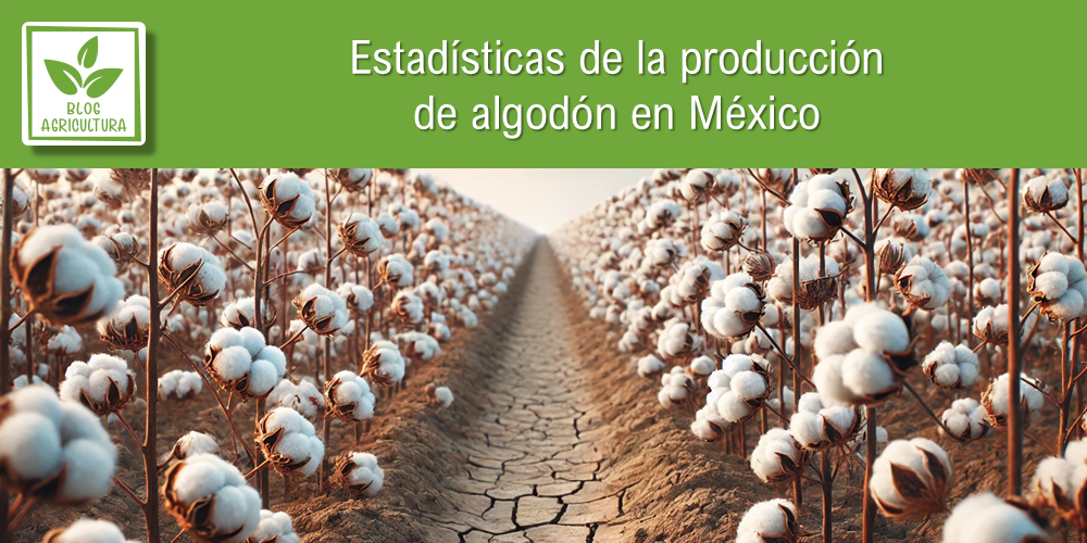 Estadísticas de producción de algodón en México