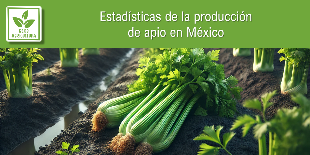 Estadísticas de producción de apio en México