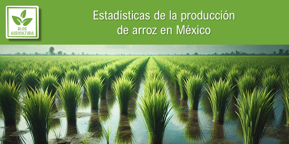 Conoce los principales datos de la producción de arroz en México