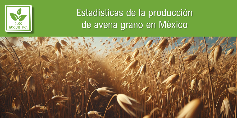 Conoce los principales datos de la producción de avena grano en México