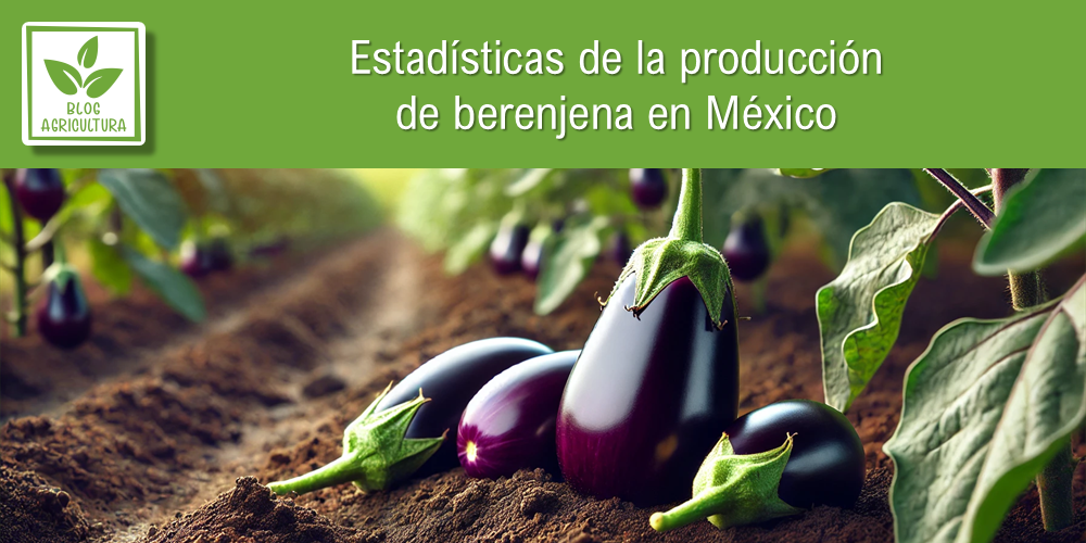 Estadísticas de producción de berenjena en México