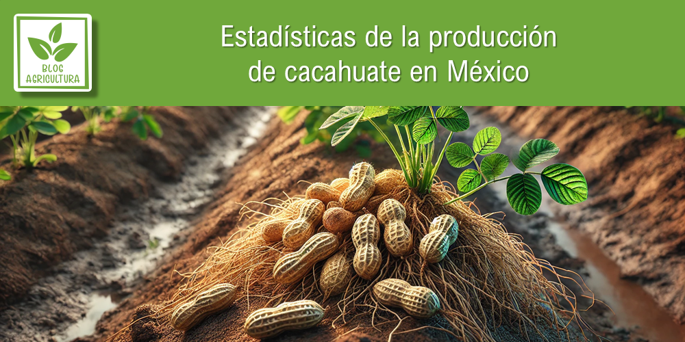 Conoce los principales datos de la producción de cacahuate en México