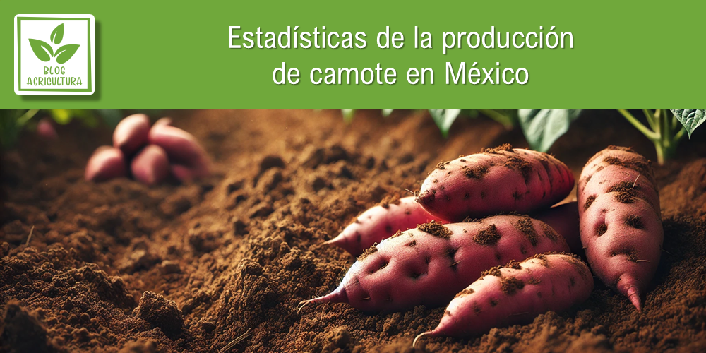 Estadísticas de producción de camote en México