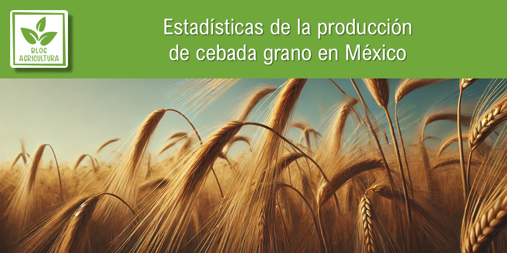 Conoce los principales datos de la producción de cebada grano en México