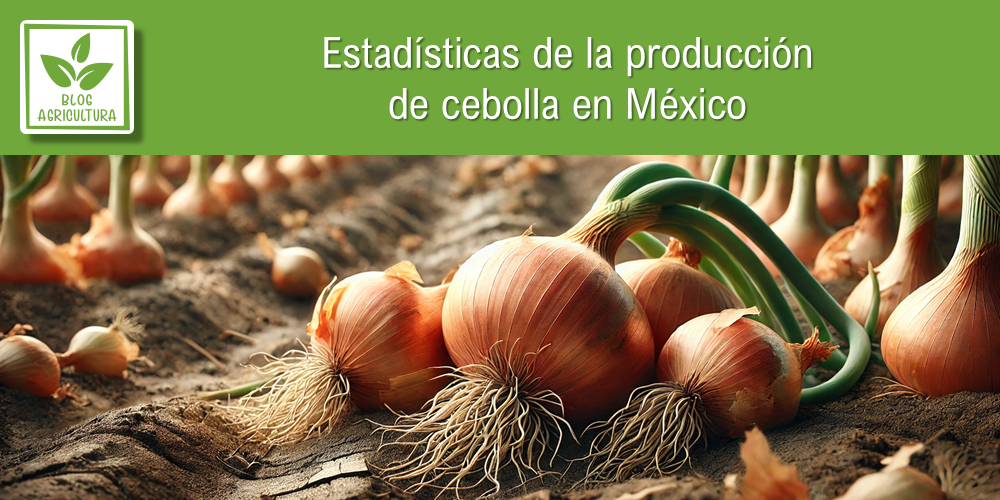 Conoce los principales datos de la producción de cebolla en México