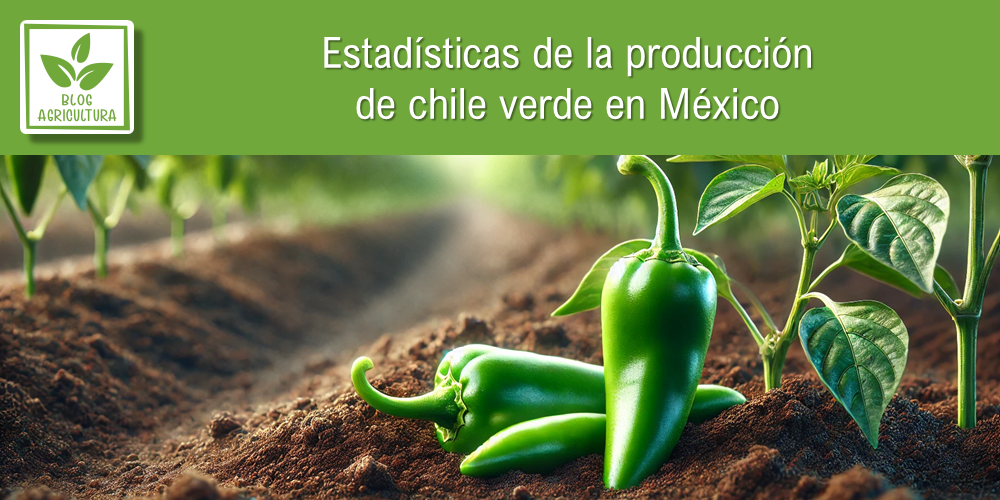 Conoce los principales datos de la producción de chile verde en México