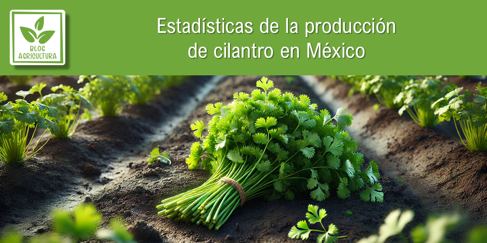 Conoce los principales datos de la producción de cilantro en México