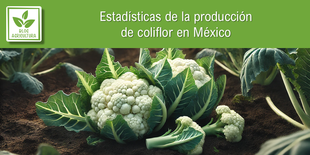 Estadísticas de producción de coliflor en México