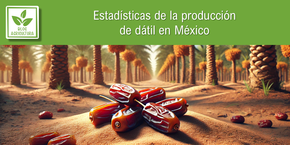 Conoce los principales datos de la producción de dátil en México