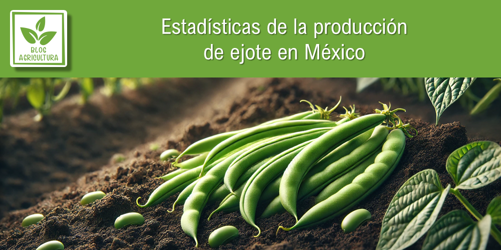 Estadísticas de producción de ejote en México