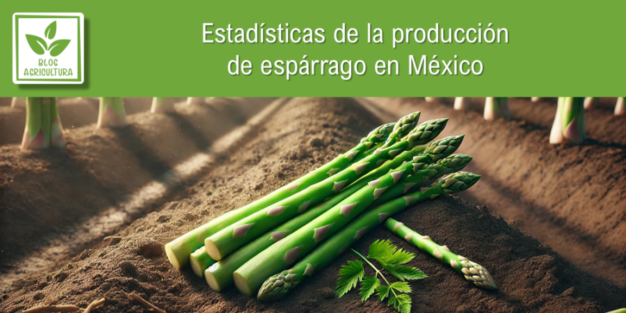 Estadísticas de producción de espárrago en México