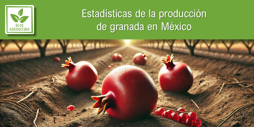 Conoce los principales datos de la producción de granada en México