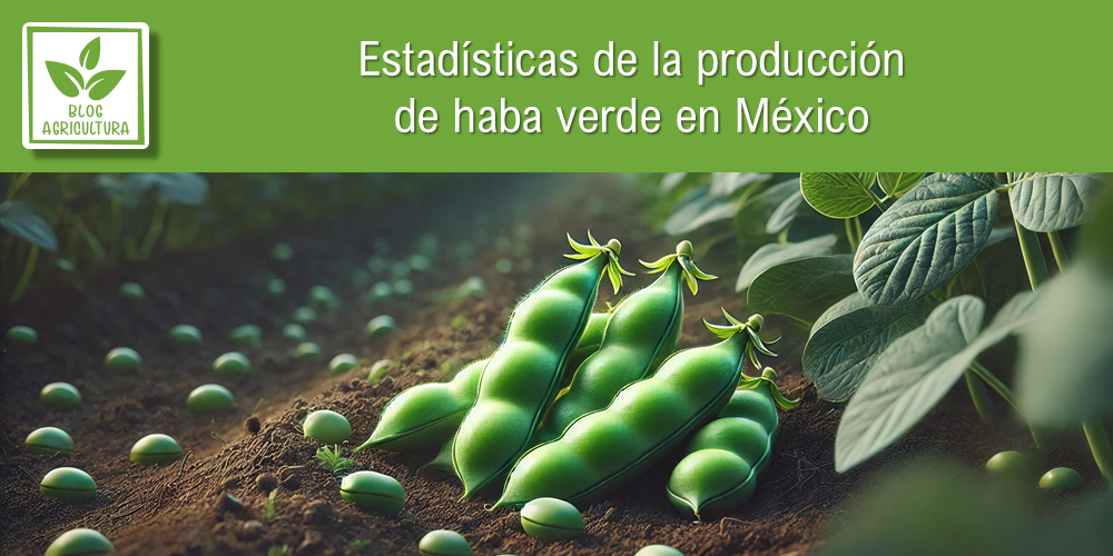 Estadísticas de producción de haba verde en México